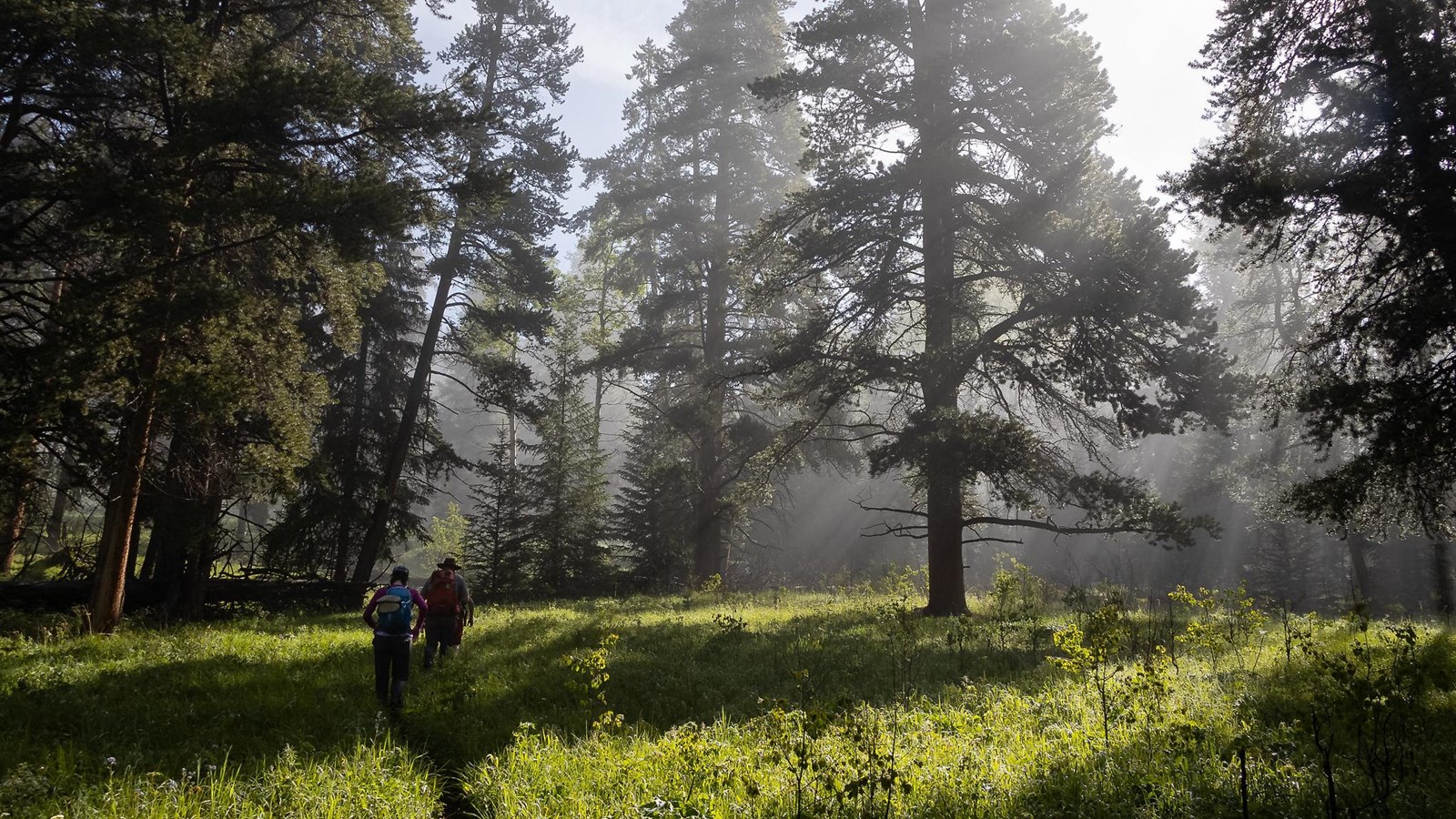 Two people hike through an open forest with sunlight filtering through the morning fog.