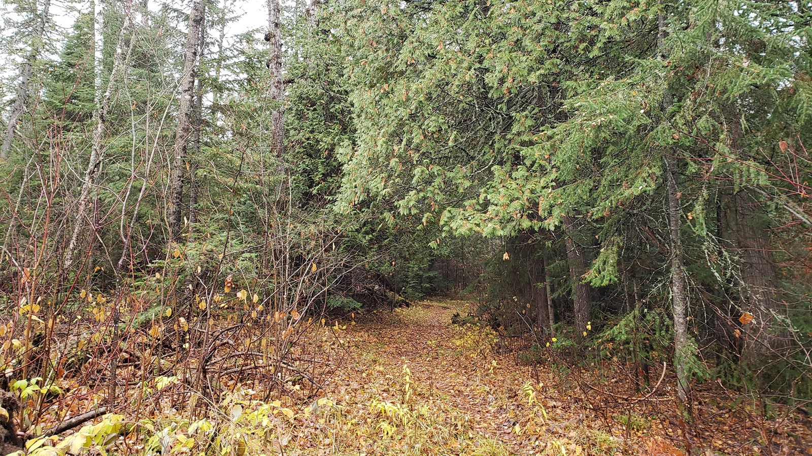 A trail enters a grove of old growth cedars.