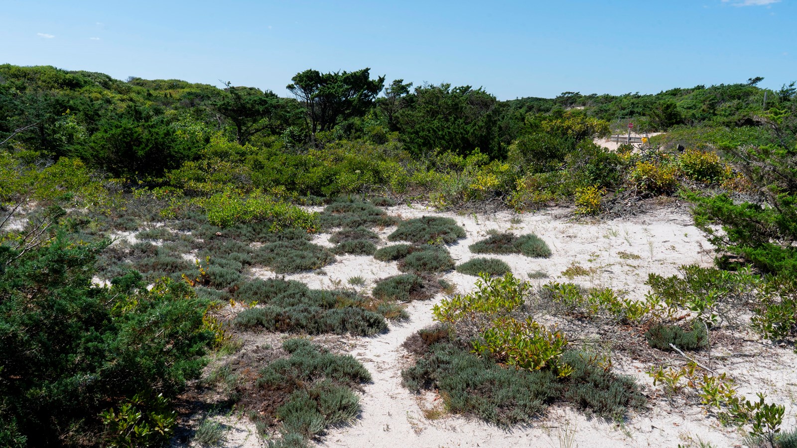 An open space features a sandy landscape dotted by small shrubs and scrubby pines. 