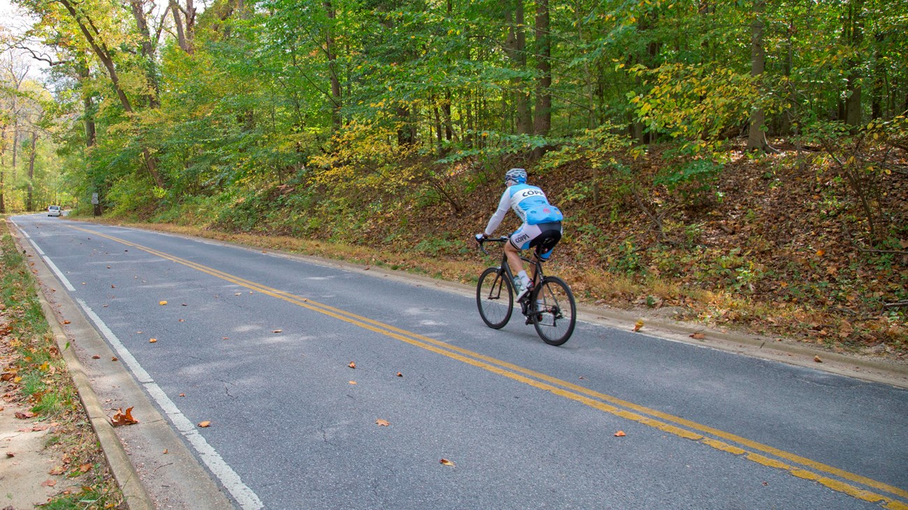A bicyclist in a blue jersey rides a bicycle on a paved roadway.  Green leafy trees grow by the road