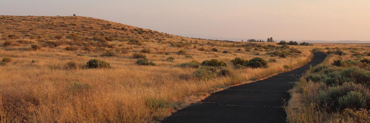 A path leads through a grassy field in warm light.