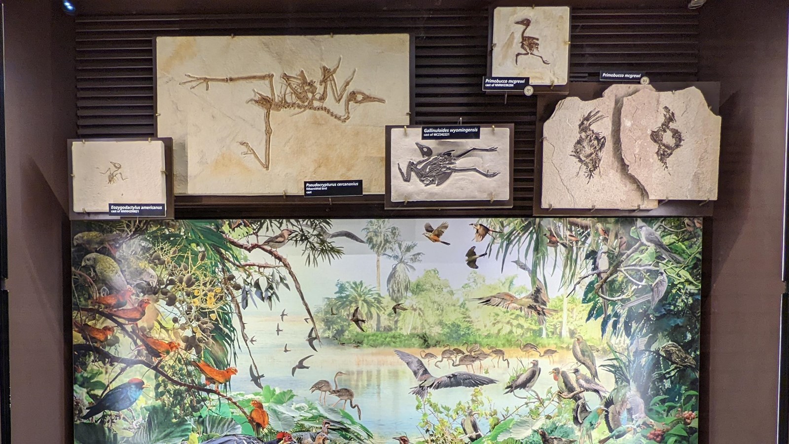 Six fossil birds on exhibit above a colorful mural of a forest and lake filled with birds.