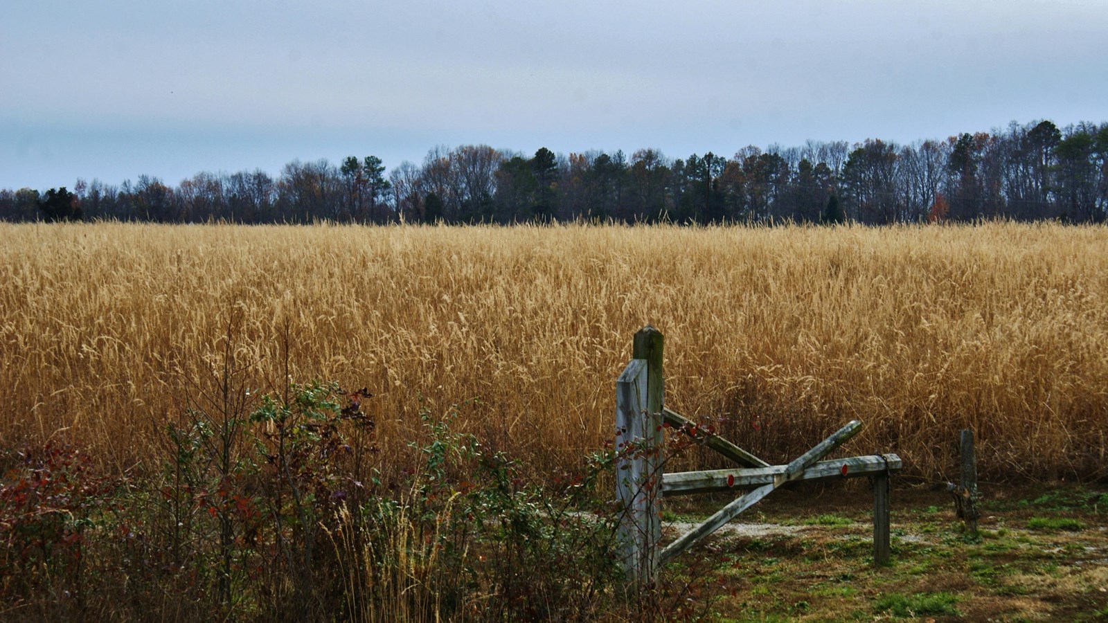 A wooden fence post in the middle of a field of waist-high wheat.