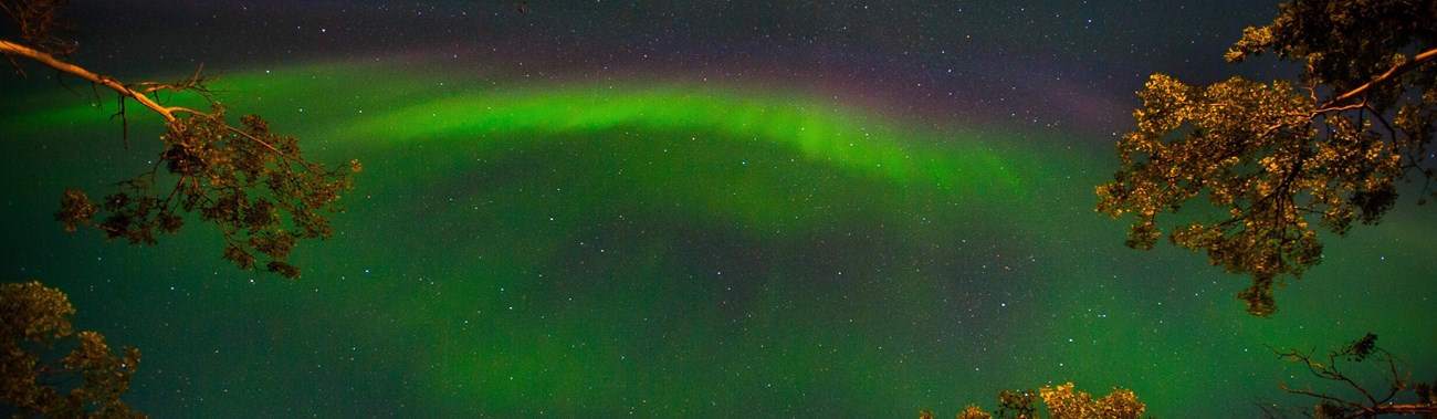 green auroral light in a dark sky, framed by trees