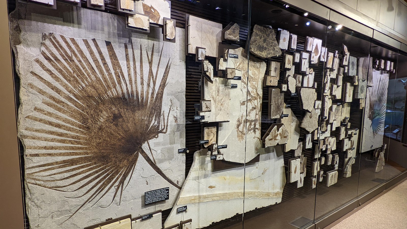 Exhibit with over 100 fossil plants on display, mostly leaves. On each end is a large palm frond.