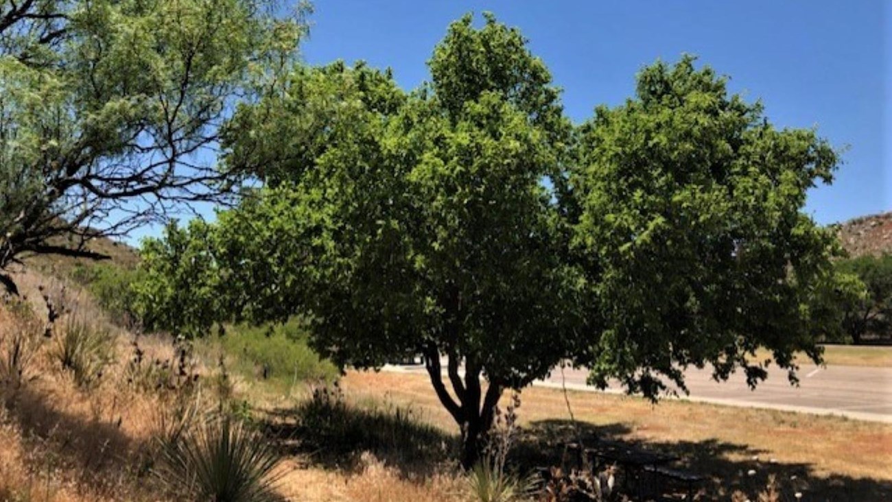 A dirt trail with a large Hackberry in the background. There are is a Mesquite Trail on the left.