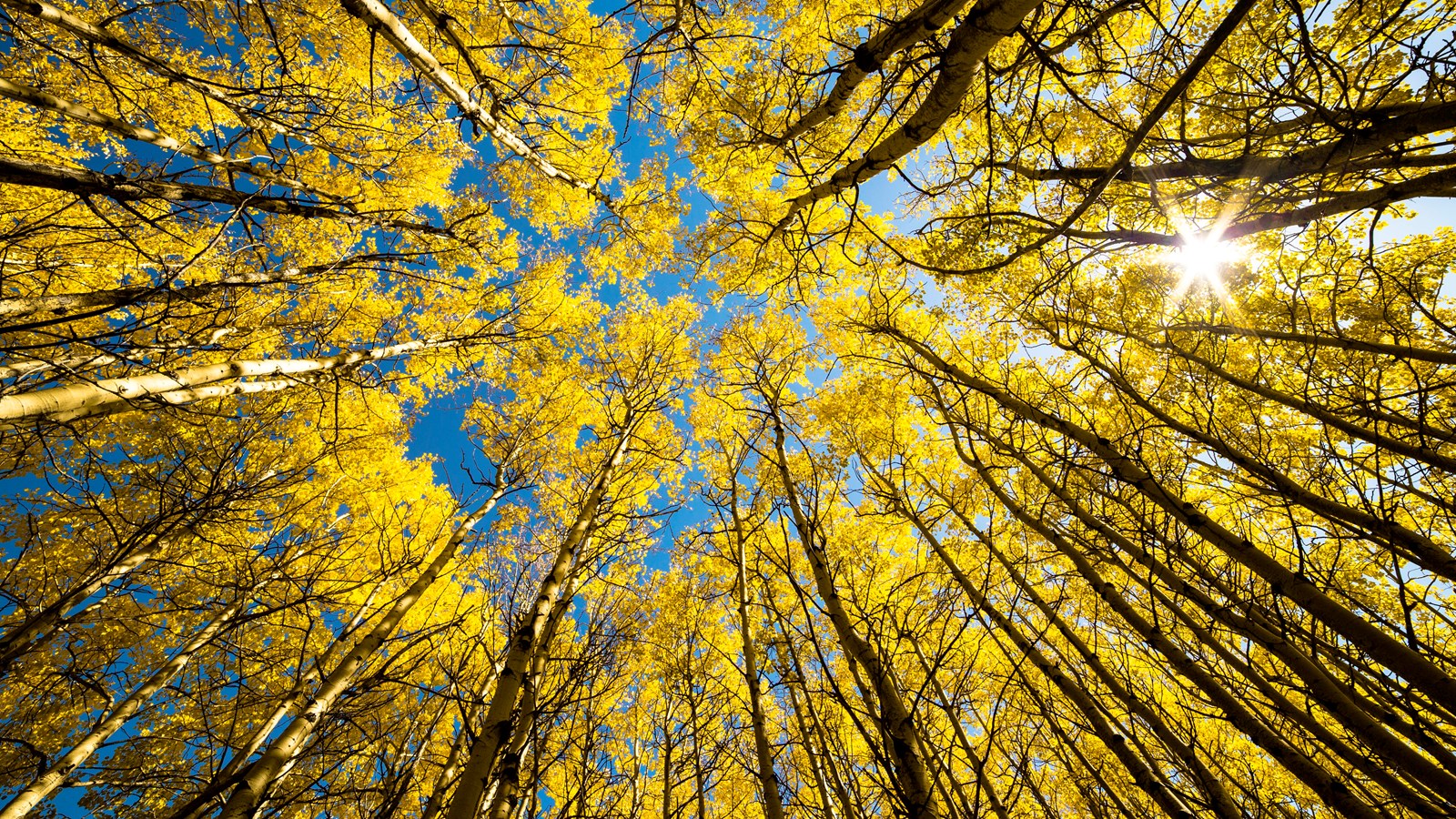 A bottom-up view of golden aspen tree crowns.