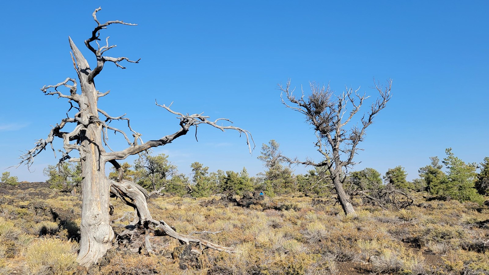 two dead pine trees with many gnarled, twisting branches in an open sagebrush woodland