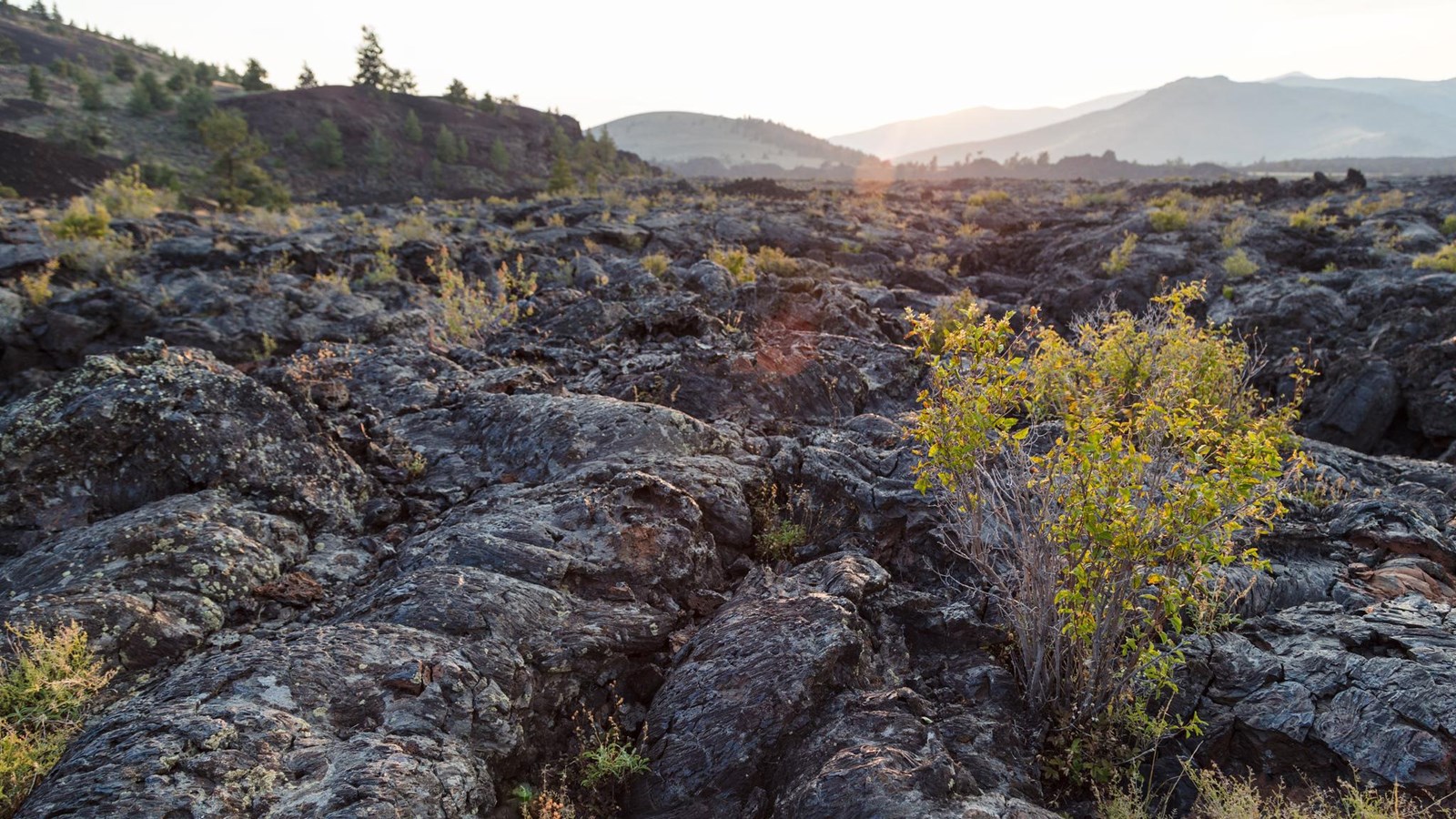 A lava rock landscape with some shrubs and mountains off in the distance.