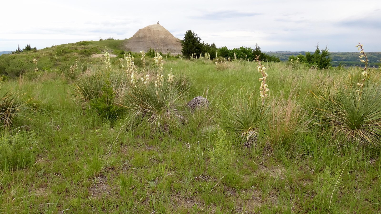 grassy field with rock structure in the back