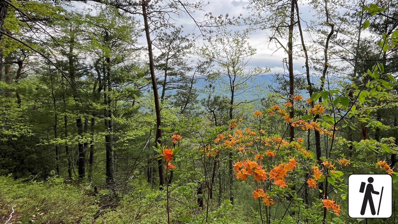 Flame azaleas, green undergrowth, and trees in foreground of a distant mountain view under clouds.