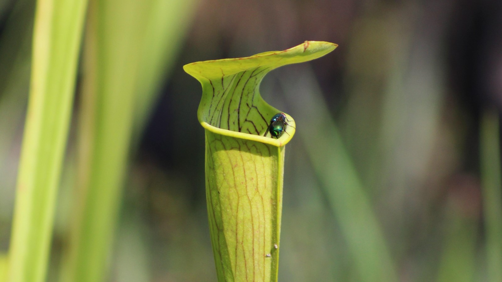 A fly sits precariously on the lip of a bright green carnivorous pitcher plant funnel.