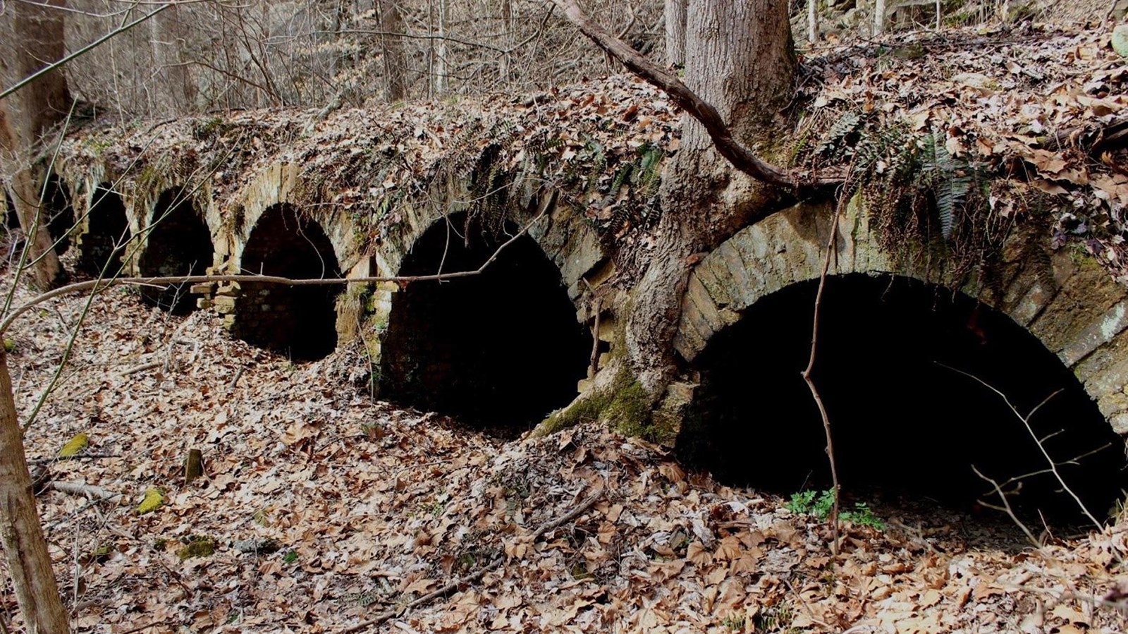 Multiple arched oven openings among the forest grounds, covered in downed leaves.