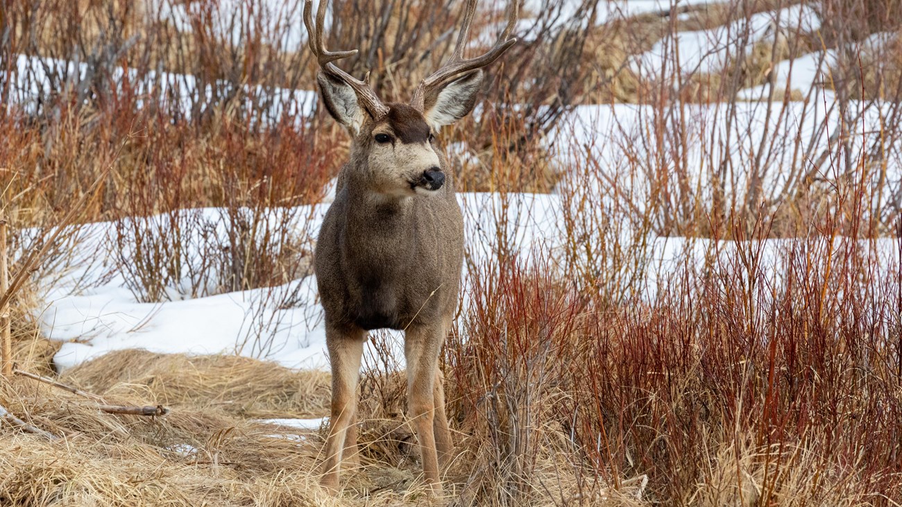 Mule deer with patches of snow