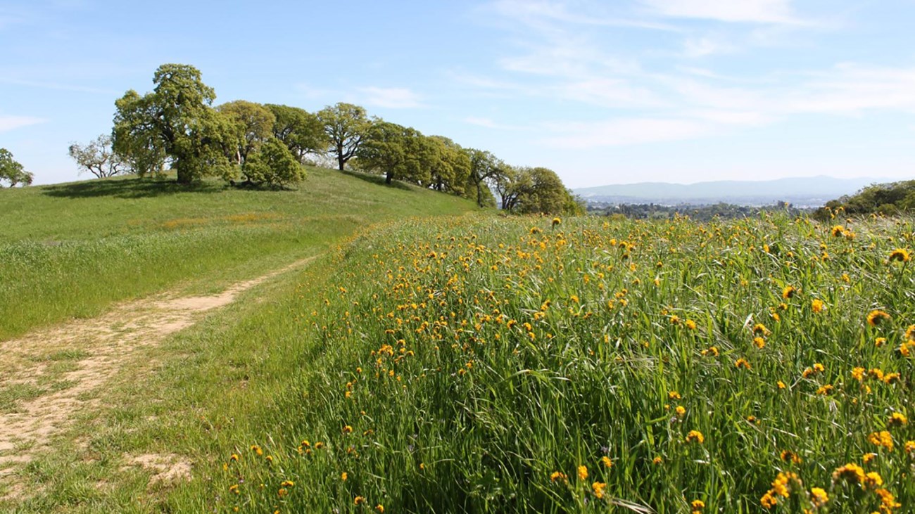 Flowers, grass and trees line a sunny trail.