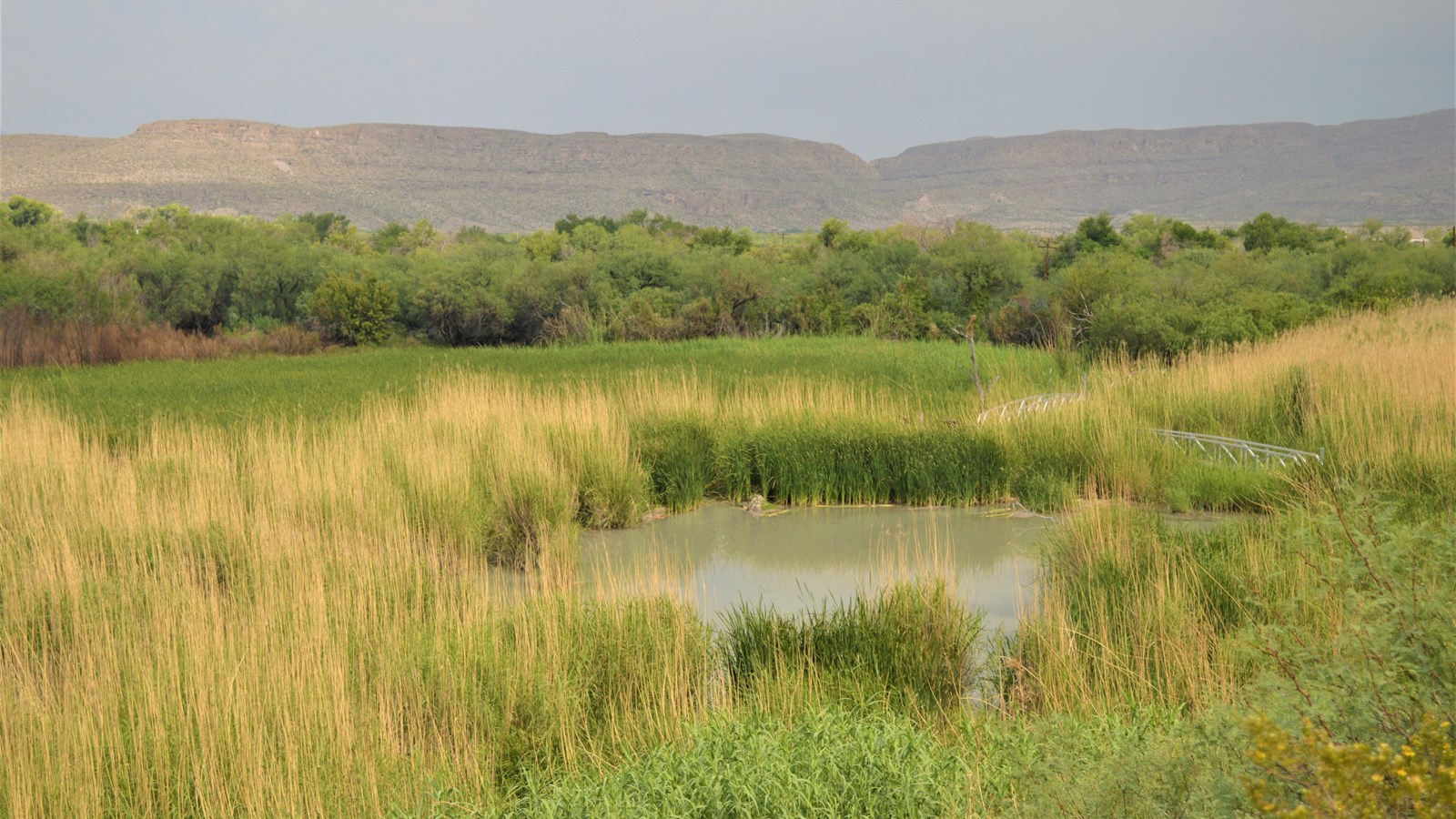 A shallow pond surrounded by cane, cattails, and wild grapes sits in the middle of a dry desert.