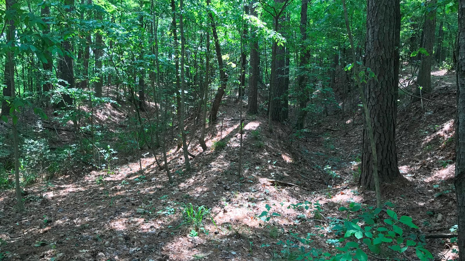 A dense forest of lush green vegetation with an eroded channel in the leaf-covered ground.