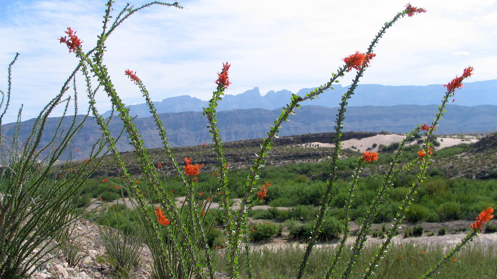 An ocotillo is covered in green leaves and sports red flowers on the ends of the stalks.