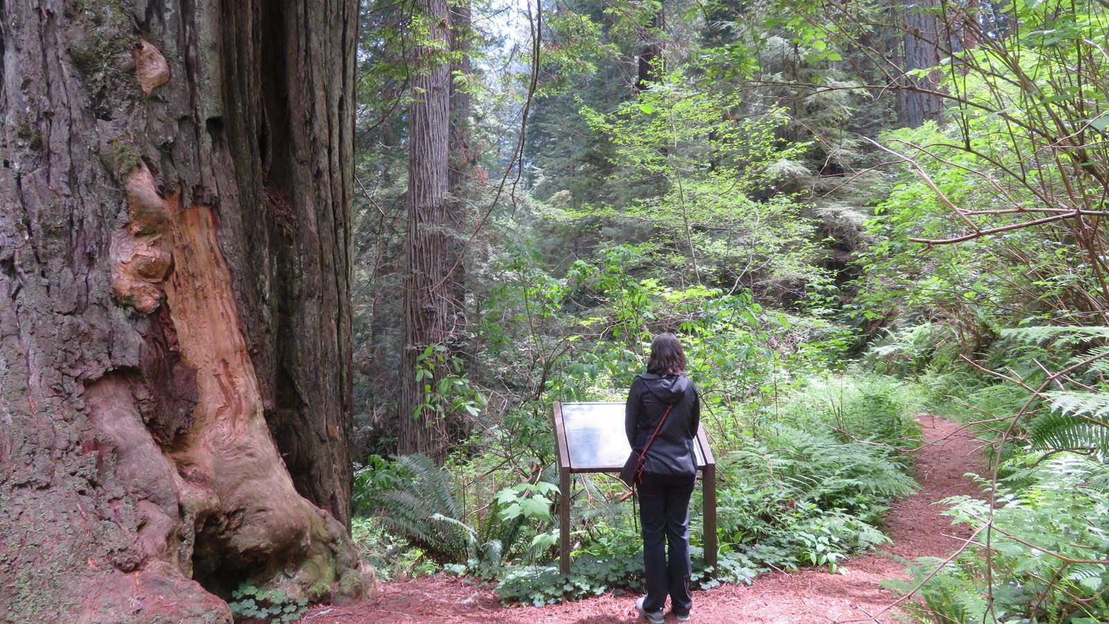 A women reads an interpretive sign on a trail surrounded by redwood trees.