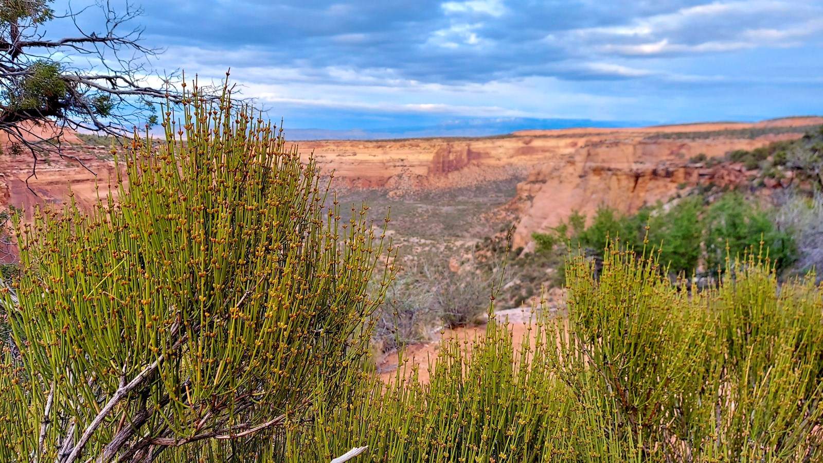 green spindly stems of Ephedra stand before red-orange canyon walls at sunset