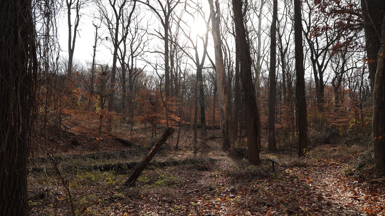 A photograph taken in a deciduous forest in early winter, as many trees are bare. 