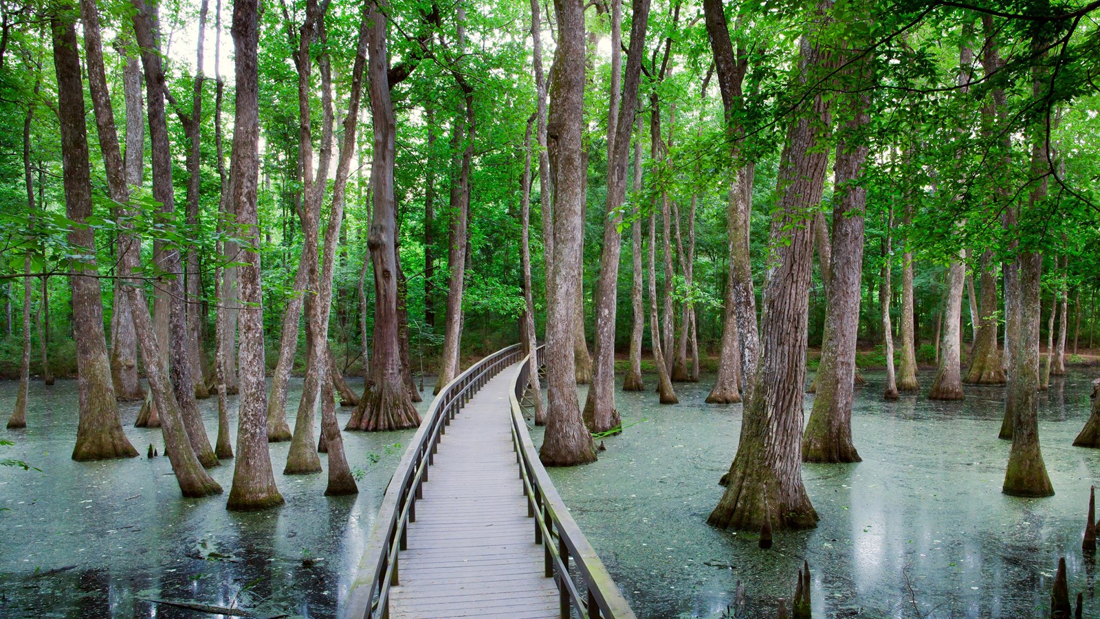 Boardwalk over swamp going away from the visitor. Cypress trees growing out of the water.