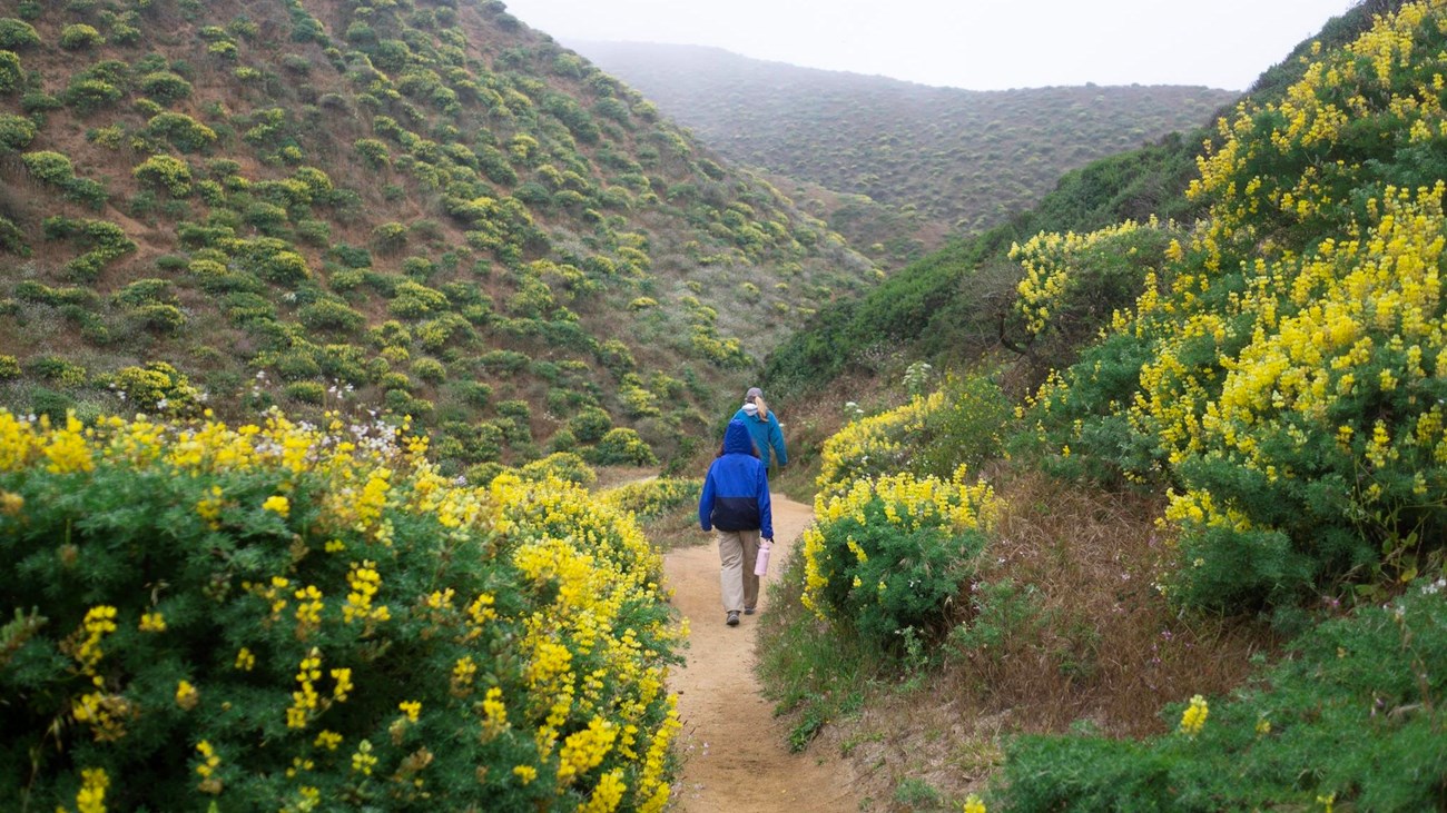 Two hikers follow a trail between bushes with yellow flowers in a coastal valley.