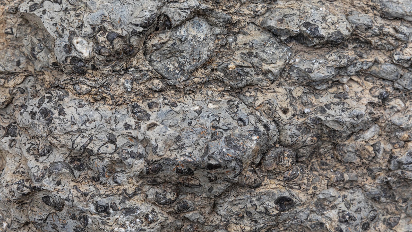 Hundreds of small fossilized shells are embedded in limestone