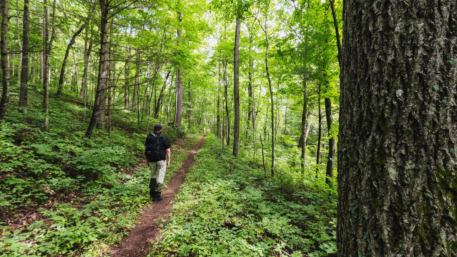 A hiker walks down a trail with a large tree trunk in the foreground.