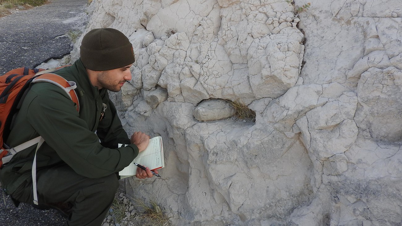 A park ranger takes a close look at concretions of limestone embedded in sandstone. 