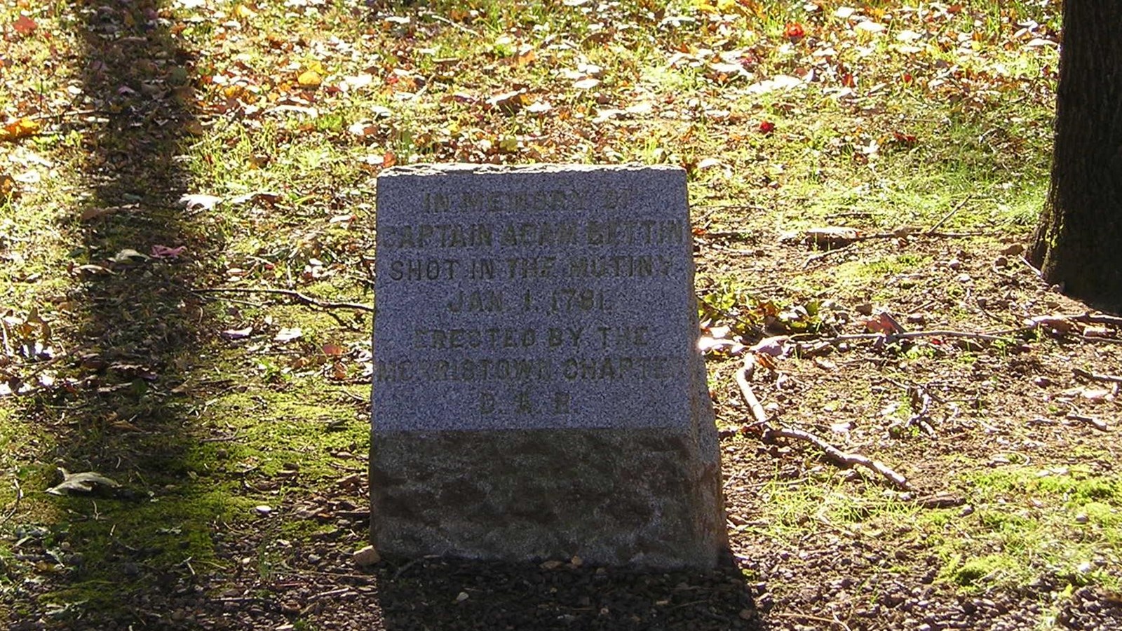 A stone marker stands next to a large tree set apart from the rest of the forest