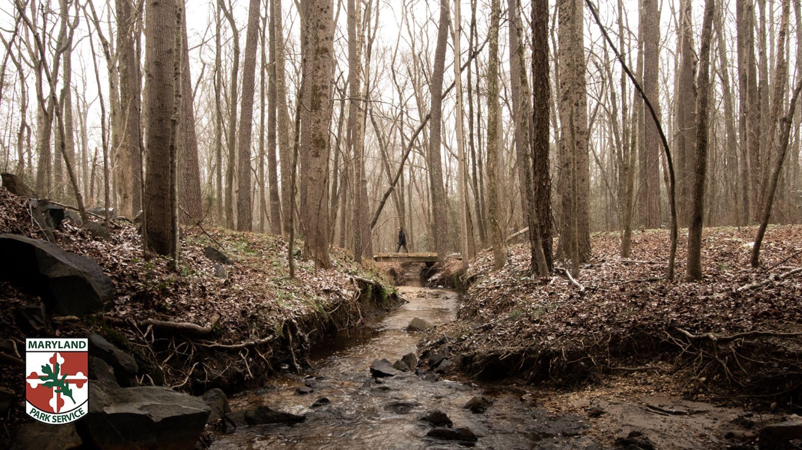 A shallow stream runs through a bare deciduous forest beneath a small footbridge.