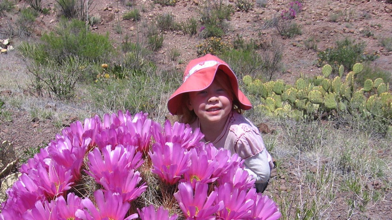 Child with a blooming pitaya cactus