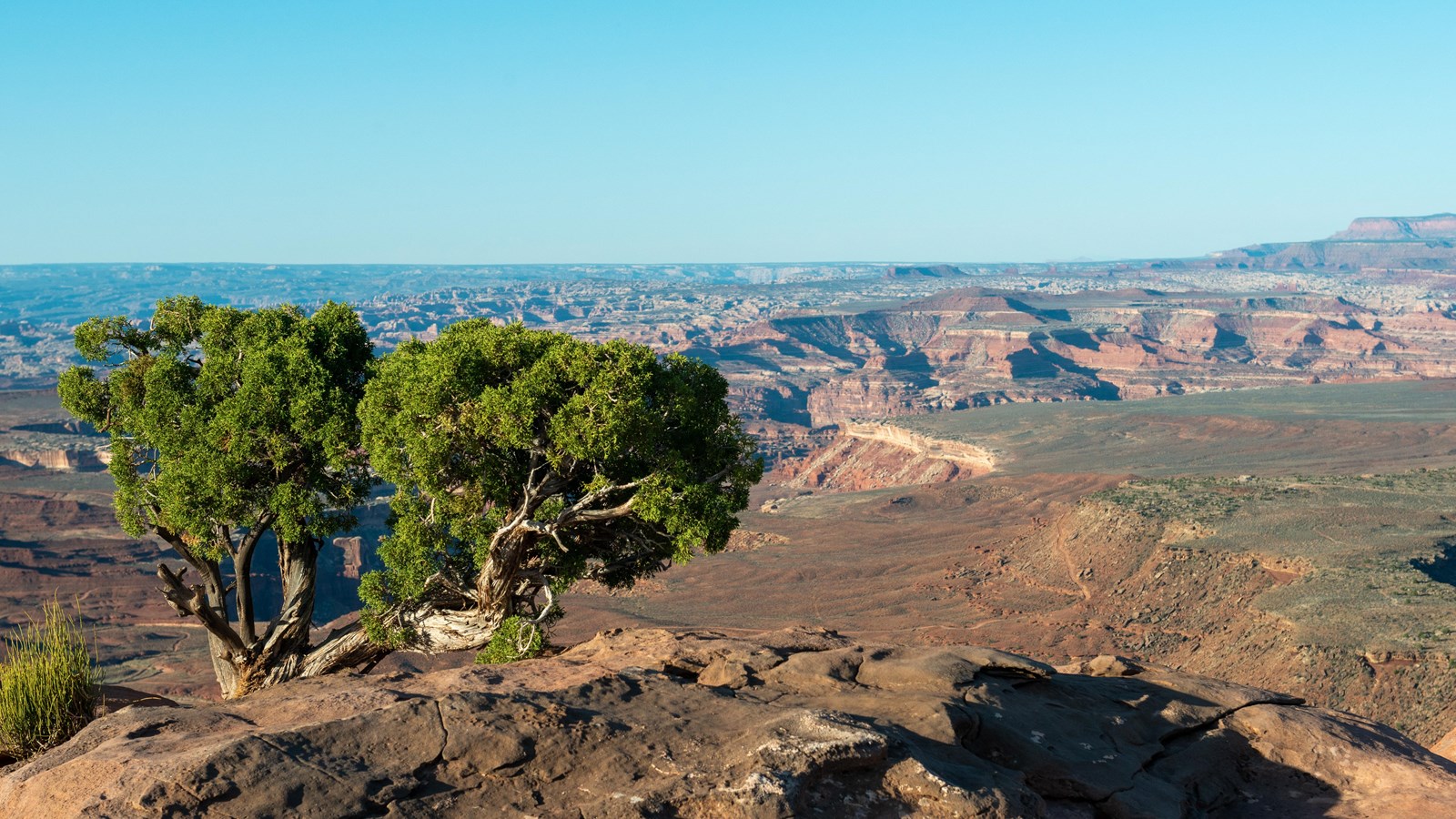 A juniper tree sits at the edge of a canyon overlooking sweeping canyon views. 