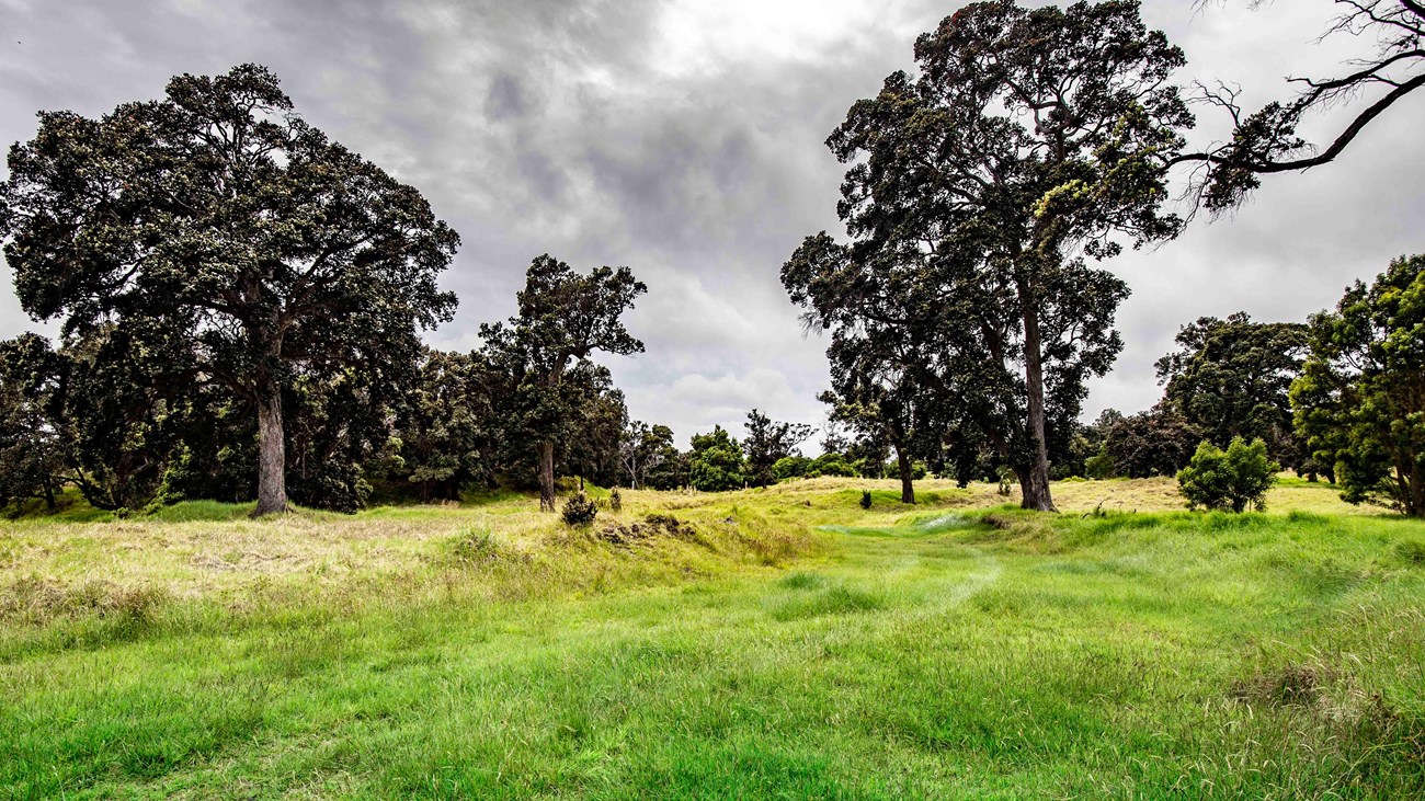 Trail through pastureland with old ʻōhiʻa trees.