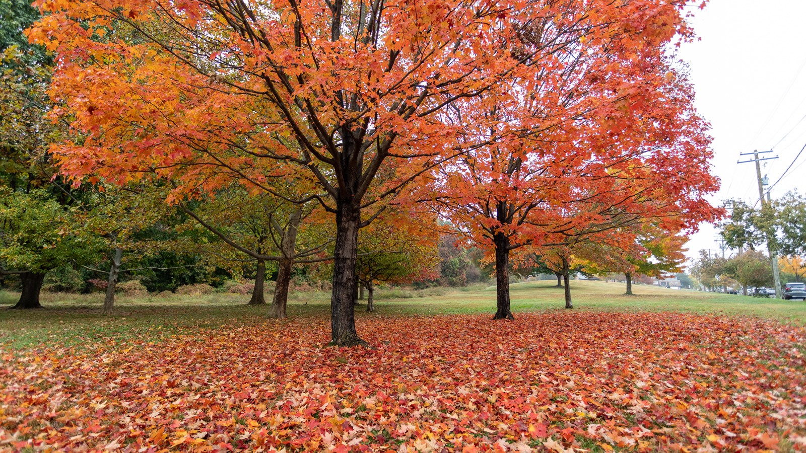 Large trees that are turning colors from green to red. 