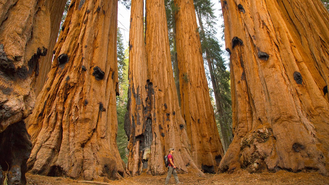 A visitor walks through a large group of sequoia trees.