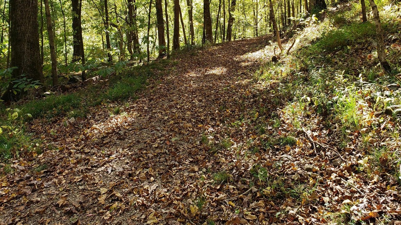 a leafy path leading through a green forest with large trees