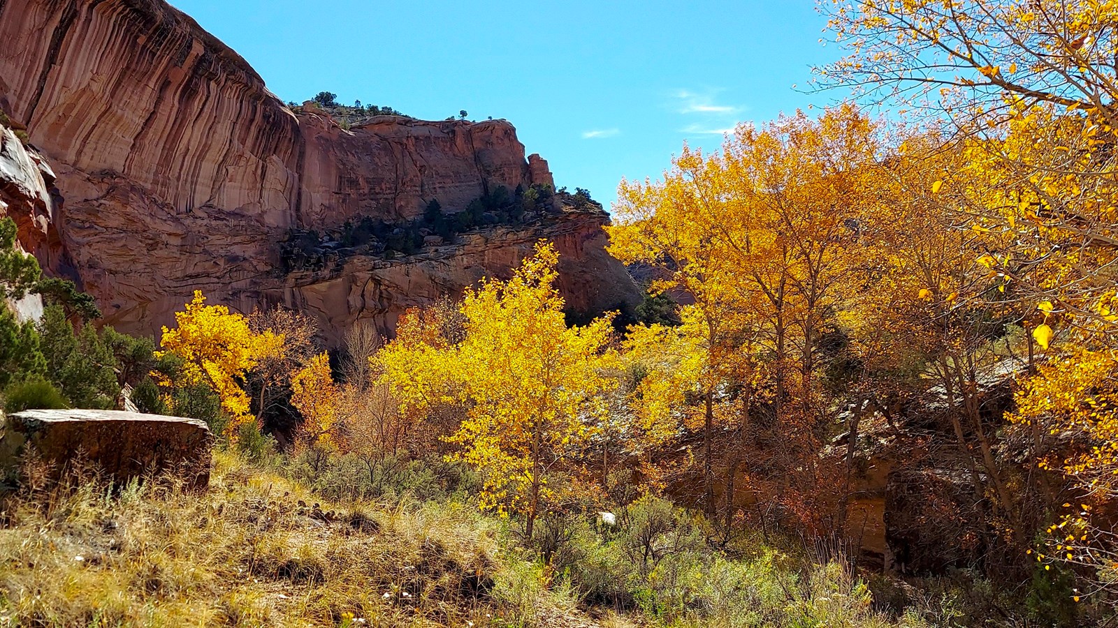 yellow cottonwood leaves display in autumn against red-orange sandstone cliffs