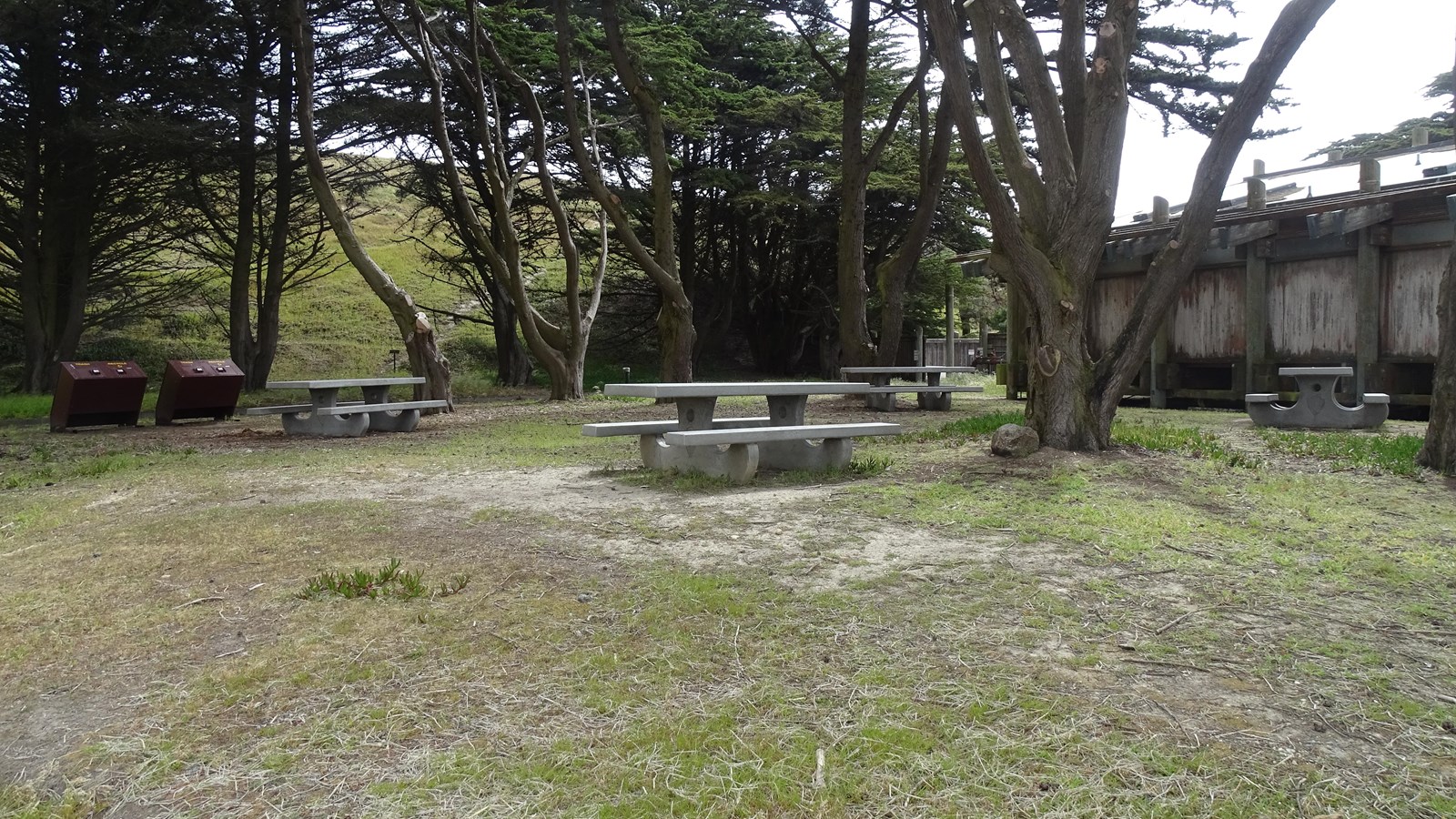 Four concrete picnic tables under cypress trees next to a wooden building.