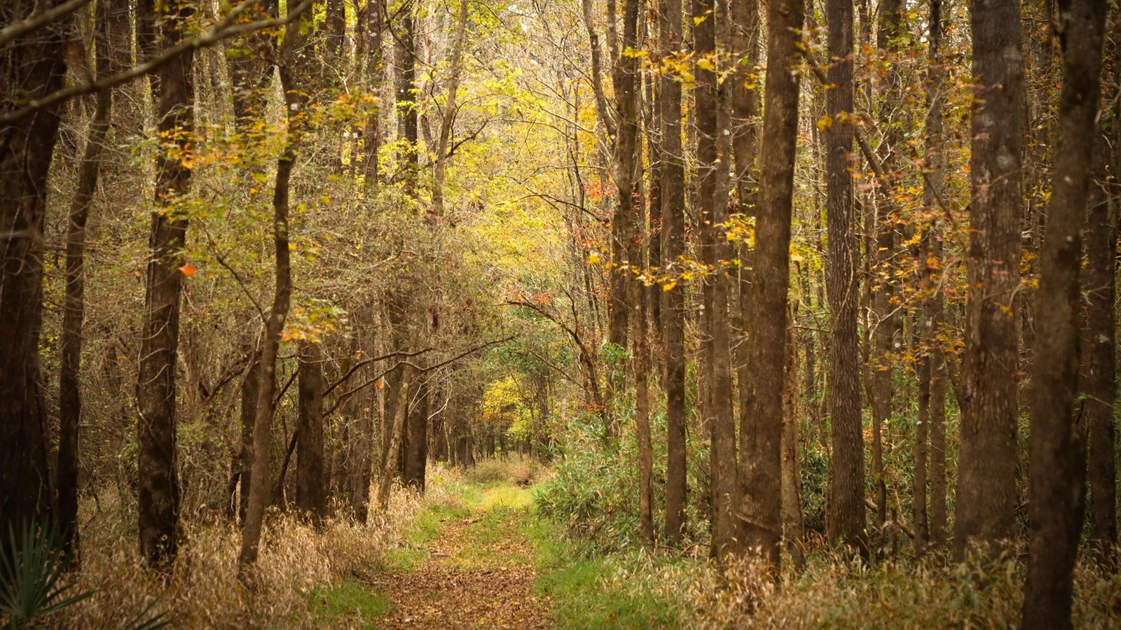 A leaf-covered, grass-lined path leads through a corridor of trees displaying golden leaves.