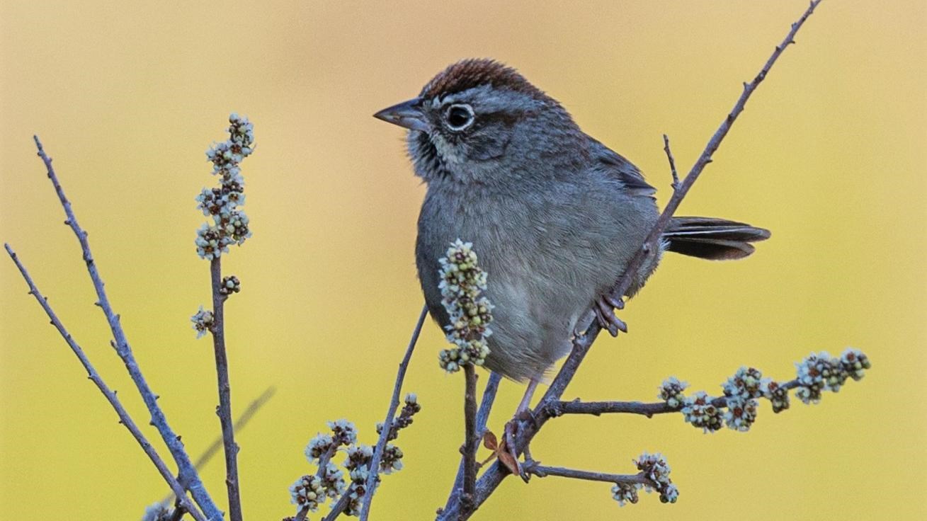 A small bird with a brown crown, brown eyeline, and black line on the chin sits on a small limb.