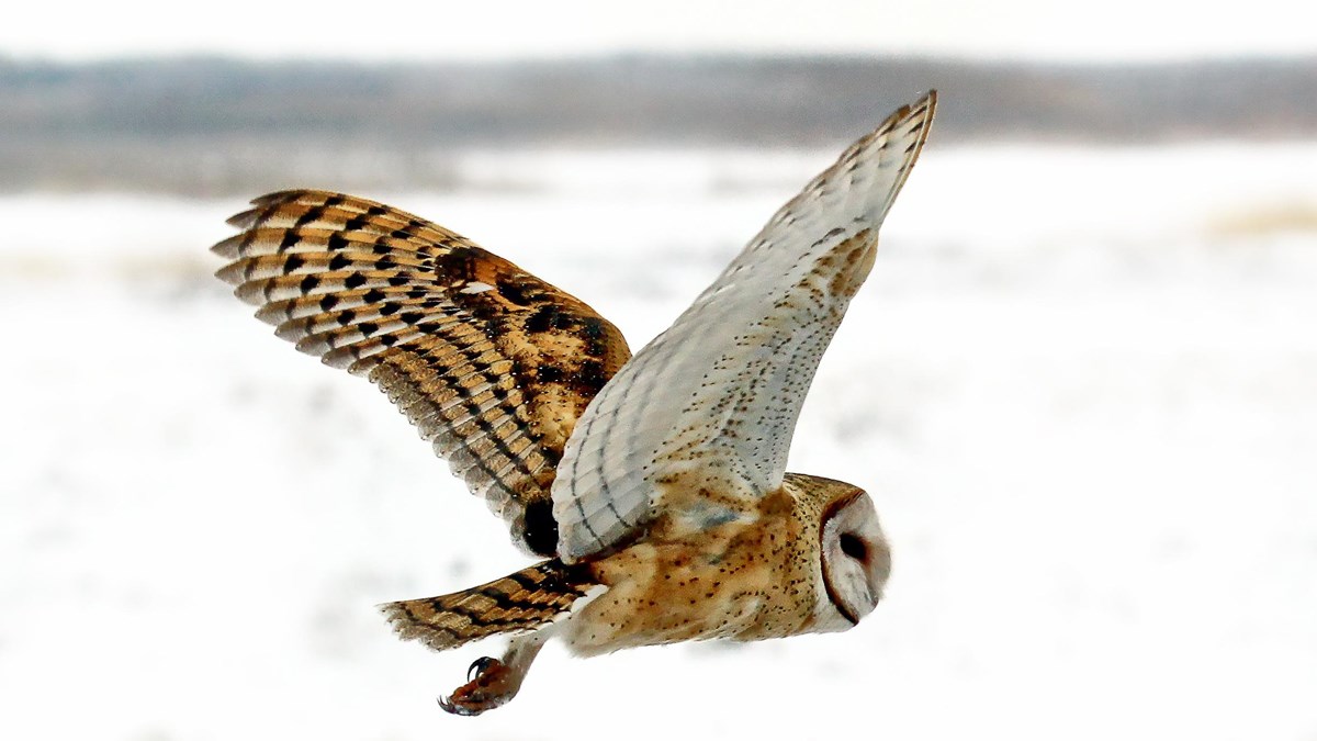 Owl in flight, snow in the backdrop.