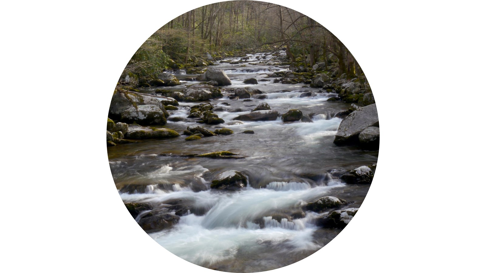 A creek with green shrubs and trees along its sides and rocks of varying sizes in the water