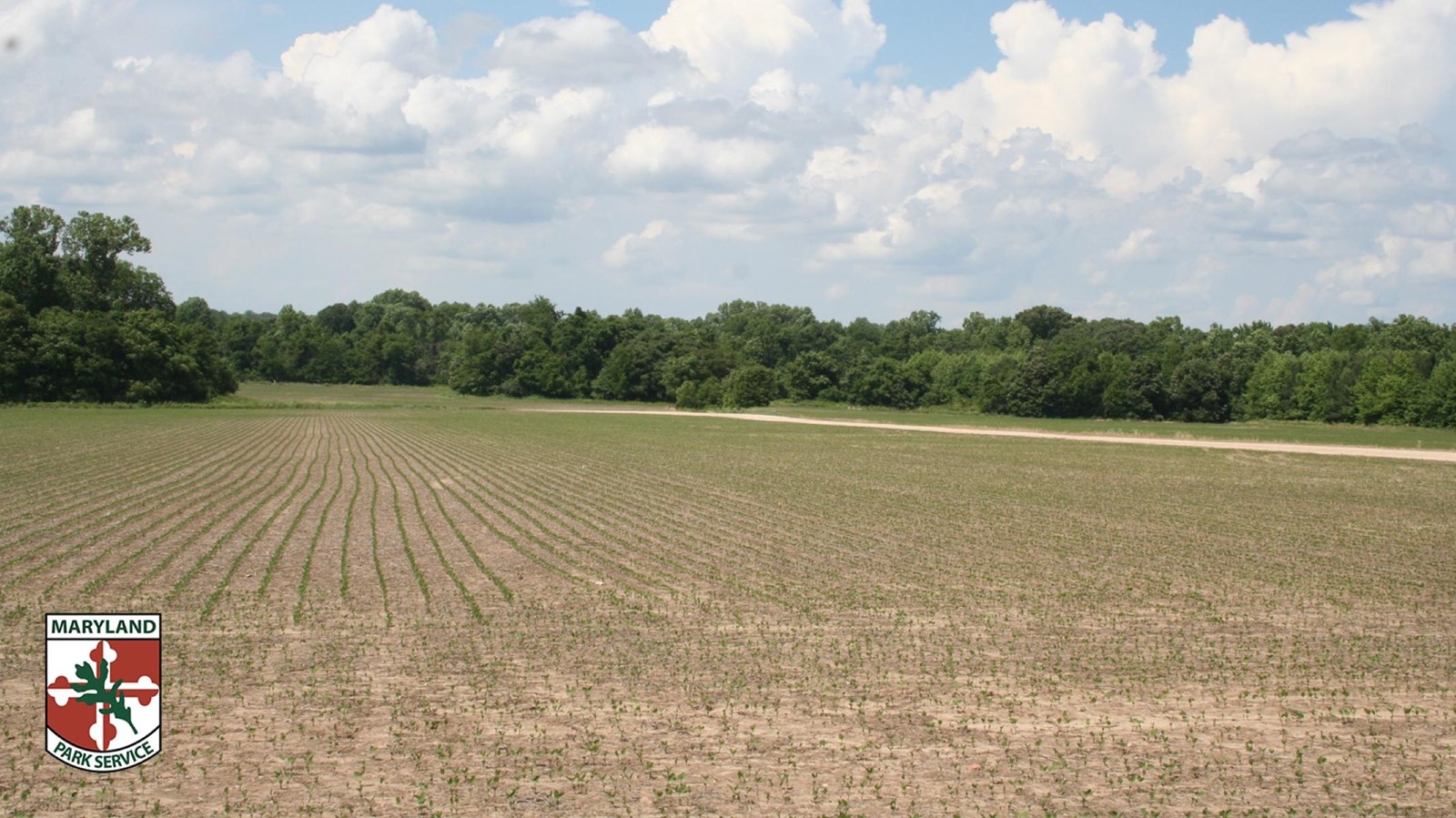 Cultivated field with rows of young plants beneath a cloudy blue sky, bordered by trees.