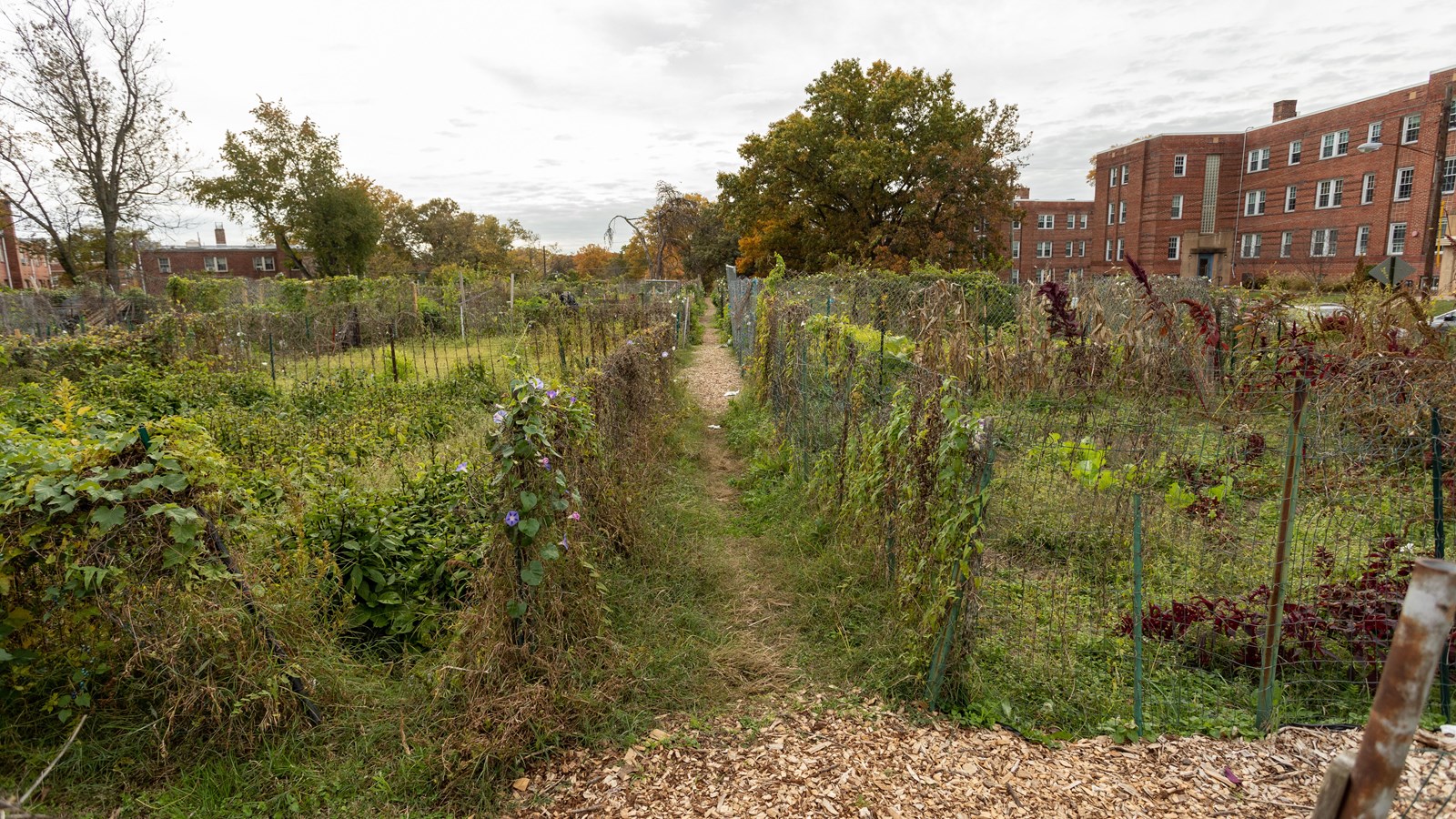 A large community garden in front of residential buildings.