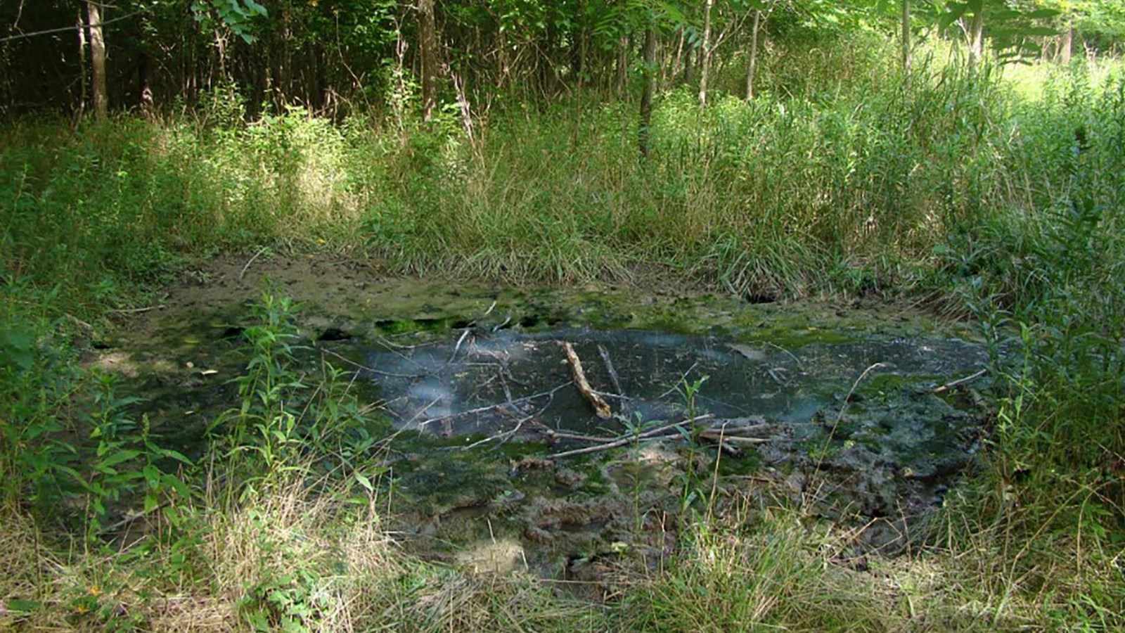 Marshy area surrounded by tall grasses and trees. 