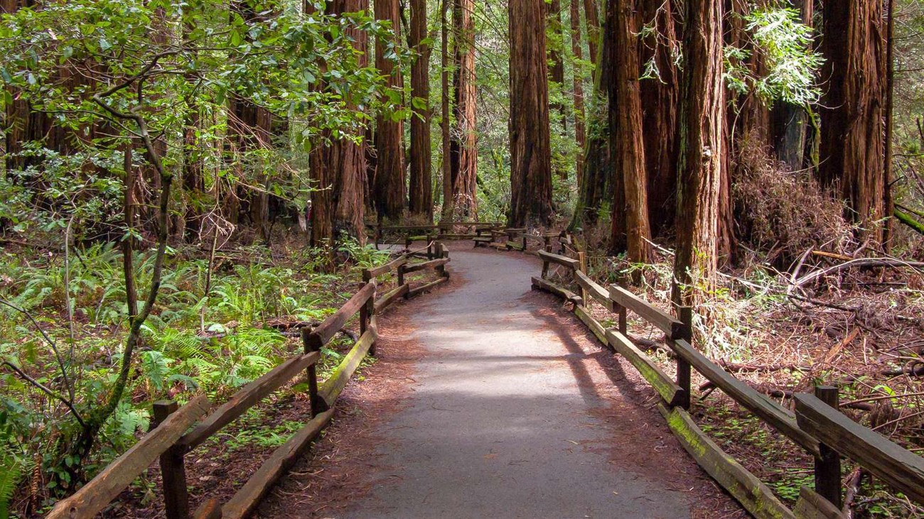 Looking down the established wooden boardwalk of the trail, surrounded on either side by redwoods