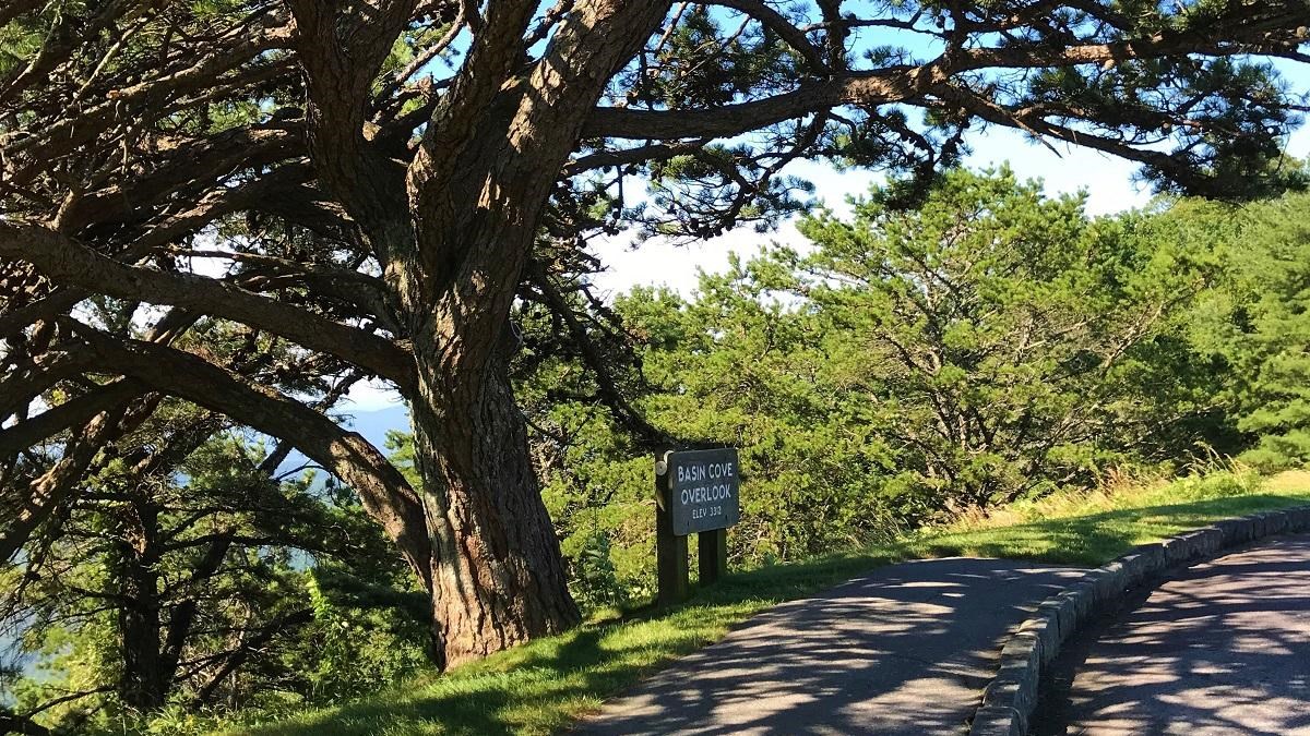 a long sidewalk is shaded by a large juniper tree
