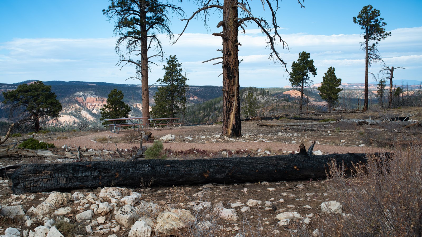 Burned trees and a path among picnic tables and distant forest